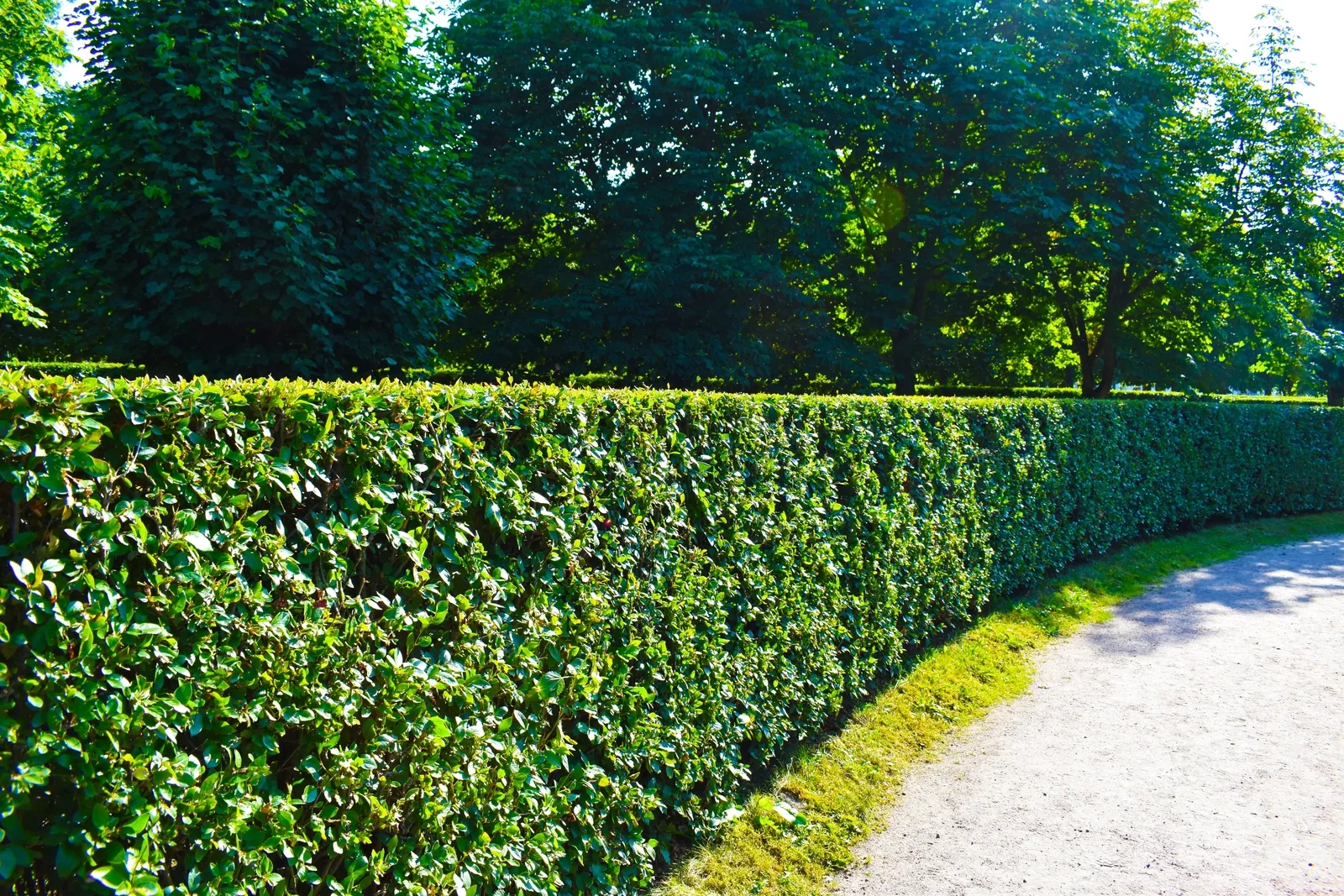 Trimmed privet hedge at Linden Court