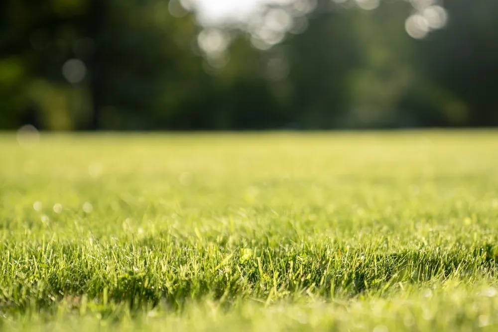 Cut main lawn at Linden Court